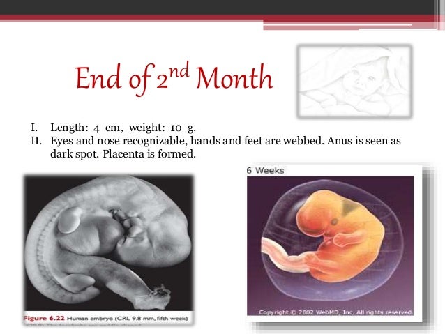 Fetus sex age of determination age of